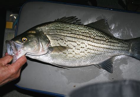 Hybrid Striped Bass Submited Images