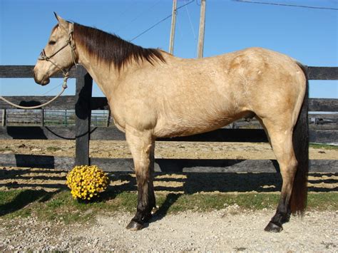 Buy and sell almost anything on gumtree classifieds. BIG BUTTERMILK BUCKSKIN QUARTER HORSE GELDING, USED FOR RANCH WORK, TRAIL RIDING For Sale in ...