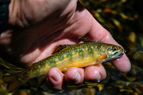 Wild Brook Trout Fishing In New Hampshires White Mountains River Fishing