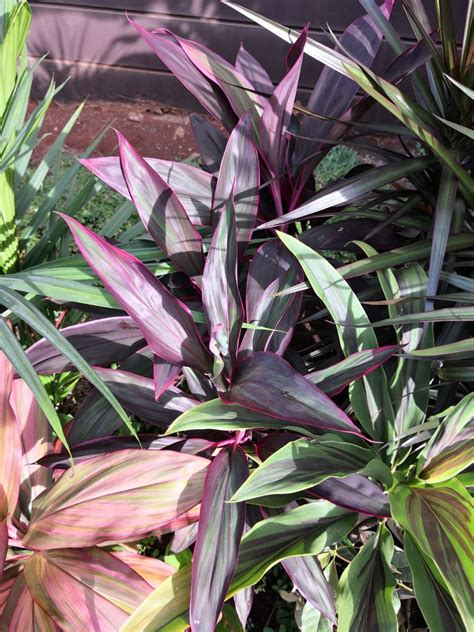 Just outside of providence, ri, garden city center has served the area for 70+ years. Pin oleh Edwin Rorong di My Cordyline Garden