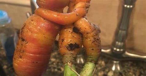 when even your veggies are more sexually active than you are album on imgur