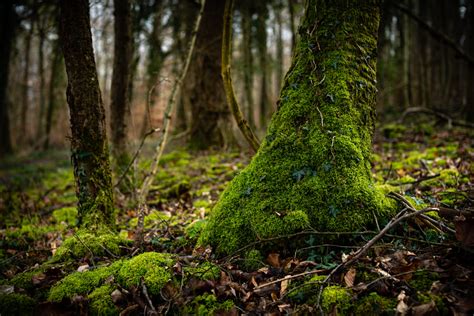 Glowing Moss By Michael Hechler 500px Imagine Cool Pictures Pictures