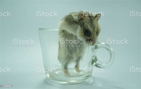 Hamster Peeking Out Of A Transparent Coffee Cup Stock Photo Download