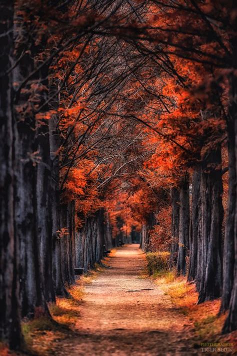 Autumn Color Fall Tree Lined Path By Tiger Seo Autumn