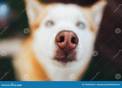 Red Siberian Husky Dog Snout Close Up View Nose Macro Shot Stock