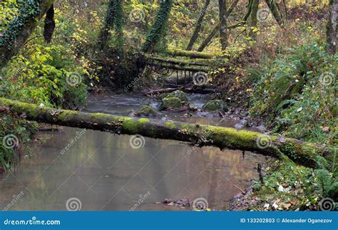 Fallen Logs Across River At Autumn Stock Image Image Of Green Fallen