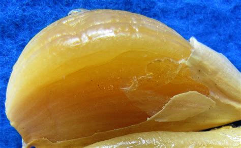 Waxy Breakdown On Garlic Vegetable Pathology Long Island