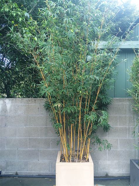 Growing bamboo in pots is an excellent way to incorporate these stunning plants into your garden. Alphonse Karr - Bamboo Van Diemen