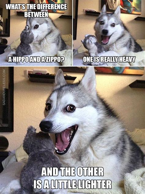 Pun Dog Funny Dog Jokes Dog Puns Funny Animal Jokes