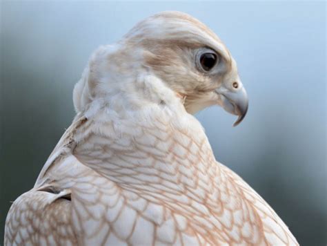 Golden Saker Falcon Falco Cherrug A Large Endangered Raptor That