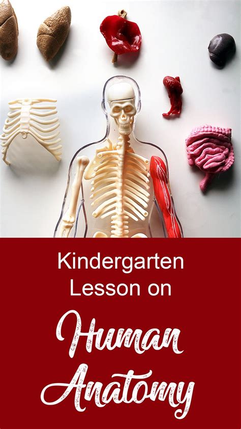 Human Anatomy Lesson Plan For Kindergarten And Elementary Anatomy