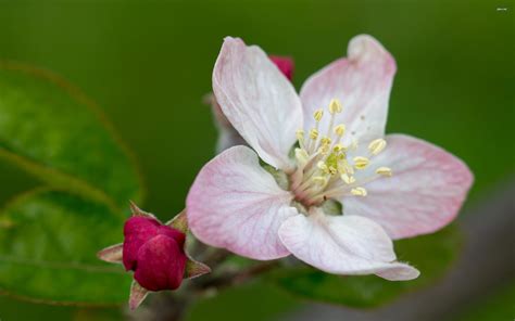 🔥 41 Apple Flower Wallpaper Wallpapersafari