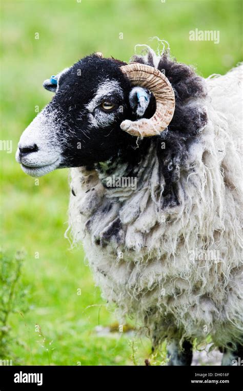Scottish Blackface Sheep Yorkshire Dales England United Kingdom