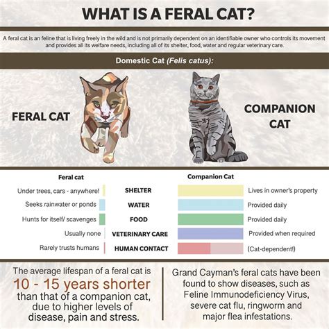 Feral Cats Cns Library
