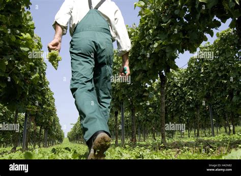 Vineyard Winegrower Grapes Controls Back View Person Man