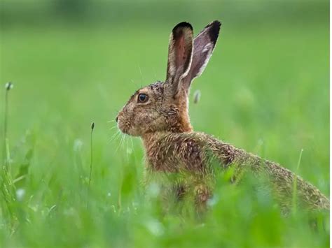 Bunny Vs Rabbit Vs Hare Whats The Difference Rabbit Insider