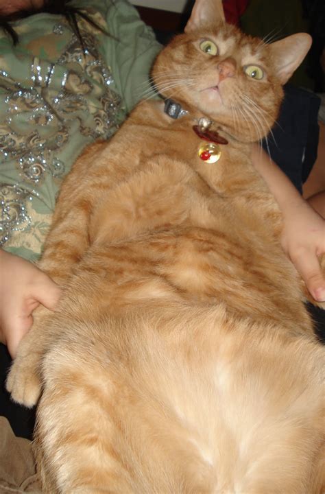 kirbycairo the world s largest cat
