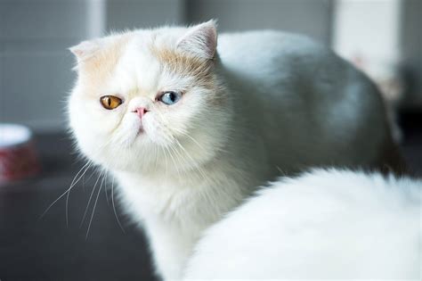 15 White Cat Breeds You Should Know About White Cat Breeds Cat