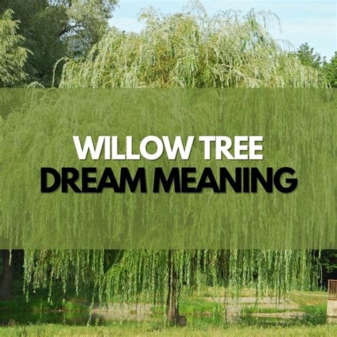 willow tree dream meanings symbol genie