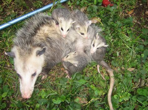 St Petersburg Opossum Removal And Trapper Service