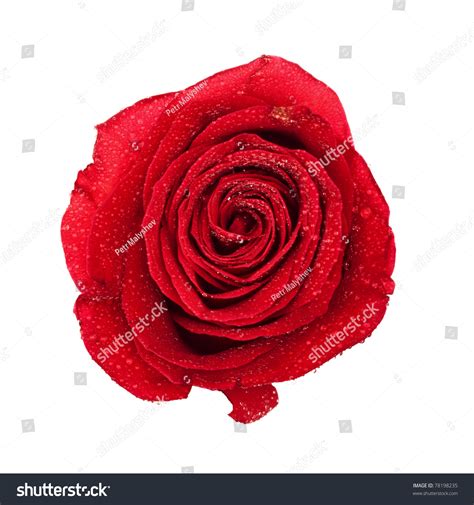 Single Dark Red Rose Top View Isolated On White Stock Photo 78198235