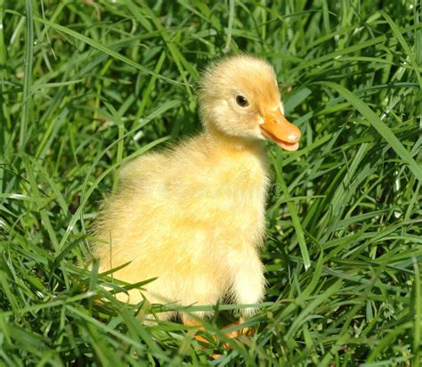 Fuzzy Duckling In Grass Stock Photo Image Of Grass Easter 23747094