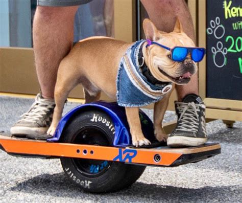 35 Unbelievable Skateboarding Dogs How To Teach A Dog To Skate How To