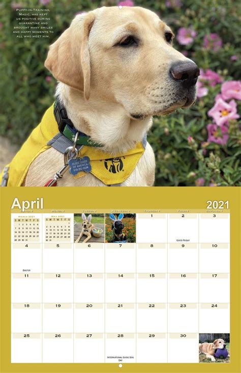 Guide Dog Calendar 2024 Dareen Maddalena