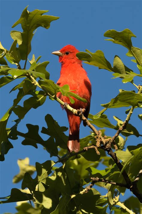 A Curious Summer Tanager Smithsonian Photo Contest Smithsonian