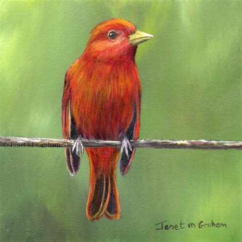 Janet M Grahams Painting Blog Summer Tanager In Acrylics