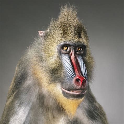 More Than Human Striking Animal Portraits From Tim Flach