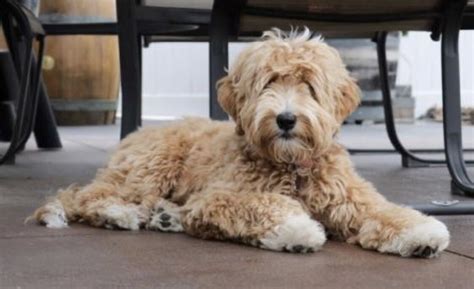 Many years of selective breeding genealogy has led to the development of cost of a verified barksdale australian labradoodle. Labradoodle | Australian labradoodle puppies, Labradoodle ...