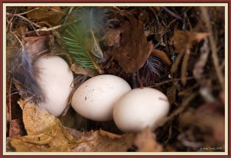 Grouse Eggs I Found This Grouse Nest Today Greg Flickr