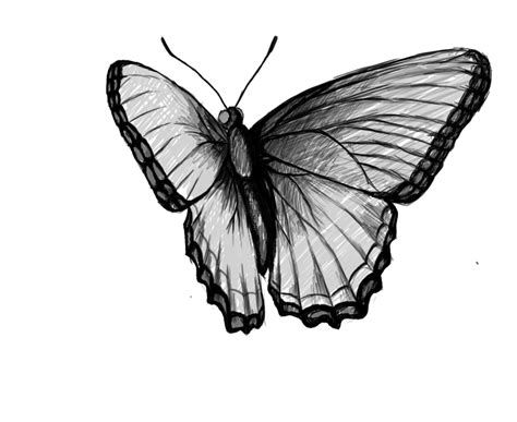 How To Draw A Butterfly Draw Central