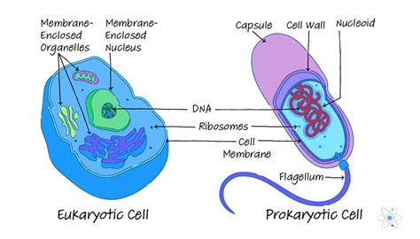 Compared With A Eukaryotic Cell A Prokaryotic Cell Group Of Answer