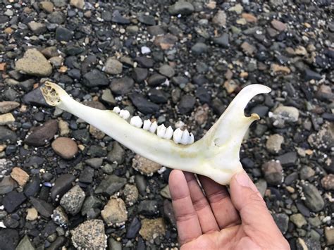 Jawbone Found In Se Alaska Deer Ranimalid
