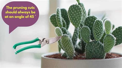 Bunny Ears Cactus Pruning Tips And Tricks Guide Best Cactus Guide