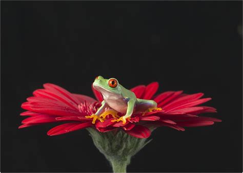 Flower Macro Red Eyed Tree Frog Frog Tree Frogs