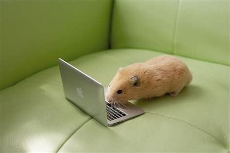 Fotos De Hamsters Divertidas Graciosas Razas 2020