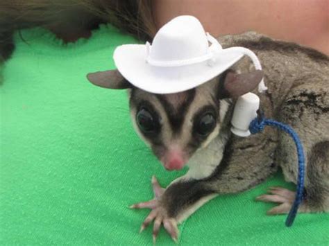 We have sugar gliders for sale. Sugar Glider Joeys!! Cute exotic POCKET PETS! for Sale in ...