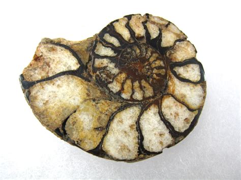 Morocco Jurassic Hematite Ammonite 42b For Sale