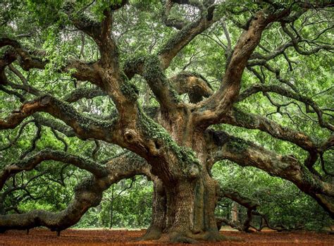 Angel Oak Tree In Charleston Sc Photo By Frank Lee Ruggles Angel