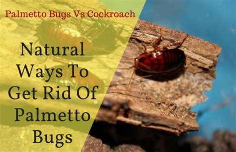 10 Natural Ways To Get Rid Of Palmetto Bugs Roaches Vs Palmetto Bug