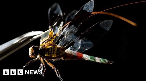 Living Dragonfly Drones Take Flight Bbc News