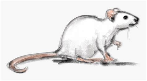 Drawn Rodent Painting Realistic Mouse Pencil Drawing Hd Png Download