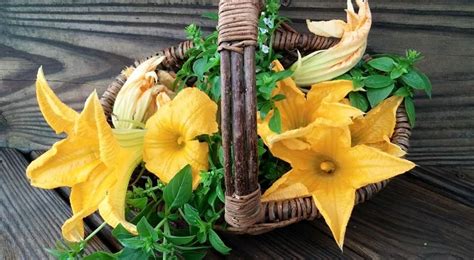 Lots to do for proper flowering. Harvesting squash blossoms...July 3, 2015 | Brown thumb ...