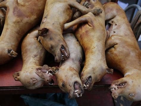 Dog Meat Eating Festival Starts In China City Despite Protests