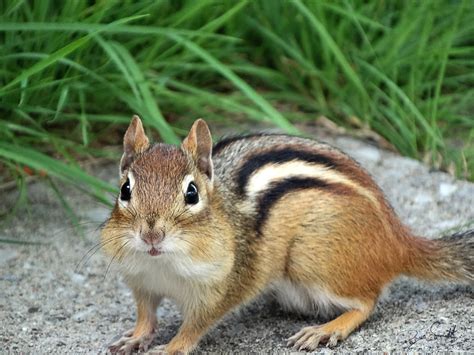 Are Chipmunks On The Rise In Massachusetts