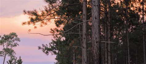 Pine Trees Forest In The Late Afternoon Stock Photo Image Of Summer