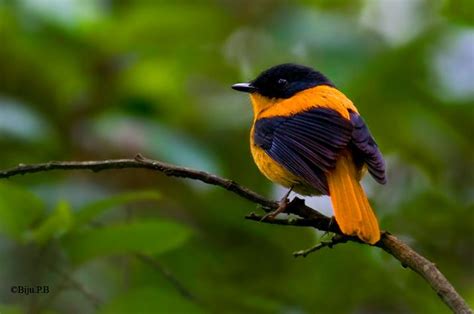 Bird Of The Day Black And Orange Flycatcher